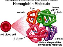 Hemoglobin molecule