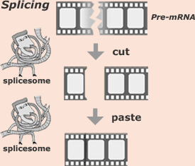 Visual explanation of splicing and action of splicesome